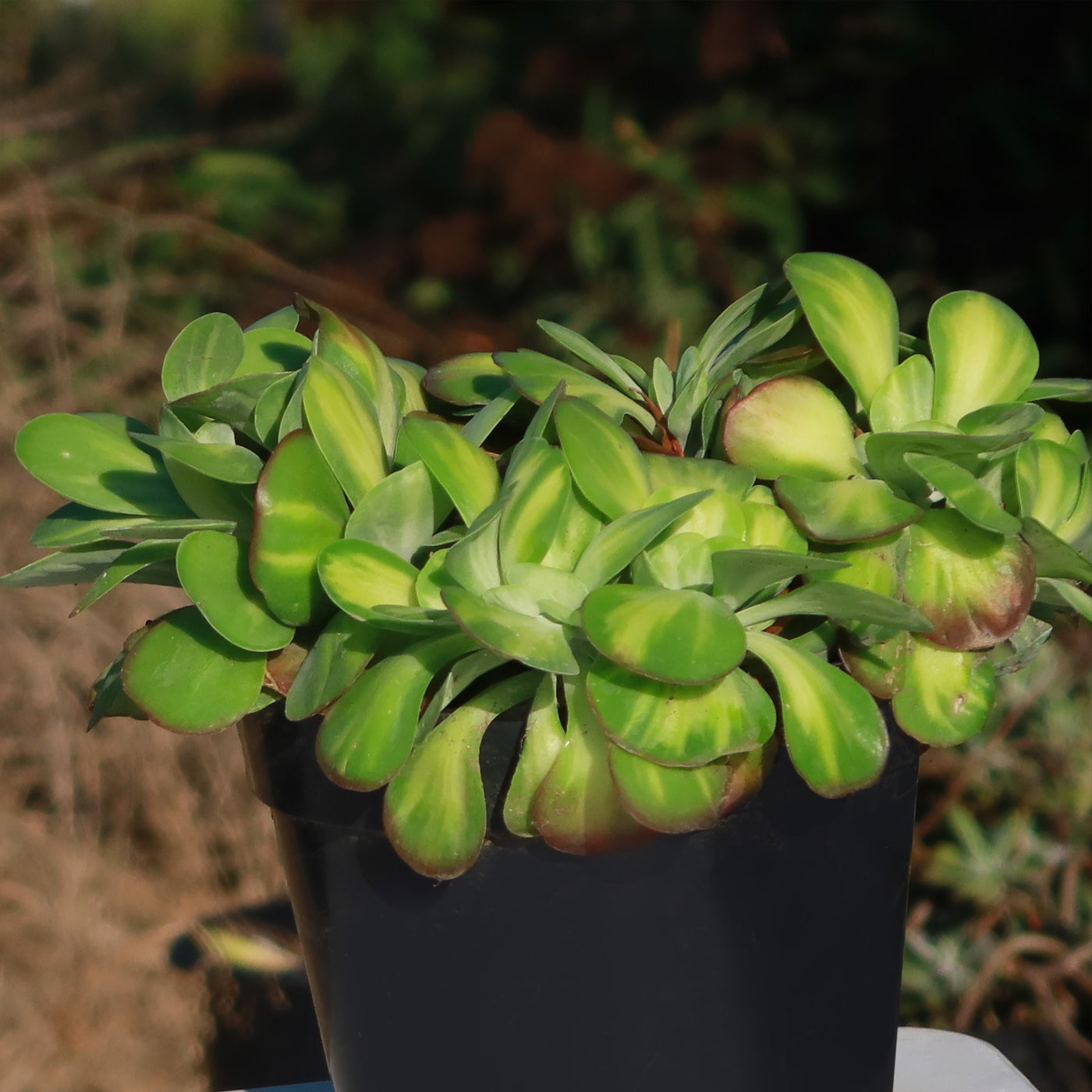 Kalanchoe luciae 'Fantastic' crested