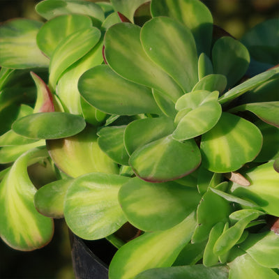 Kalanchoe luciae 'Fantastic' crested