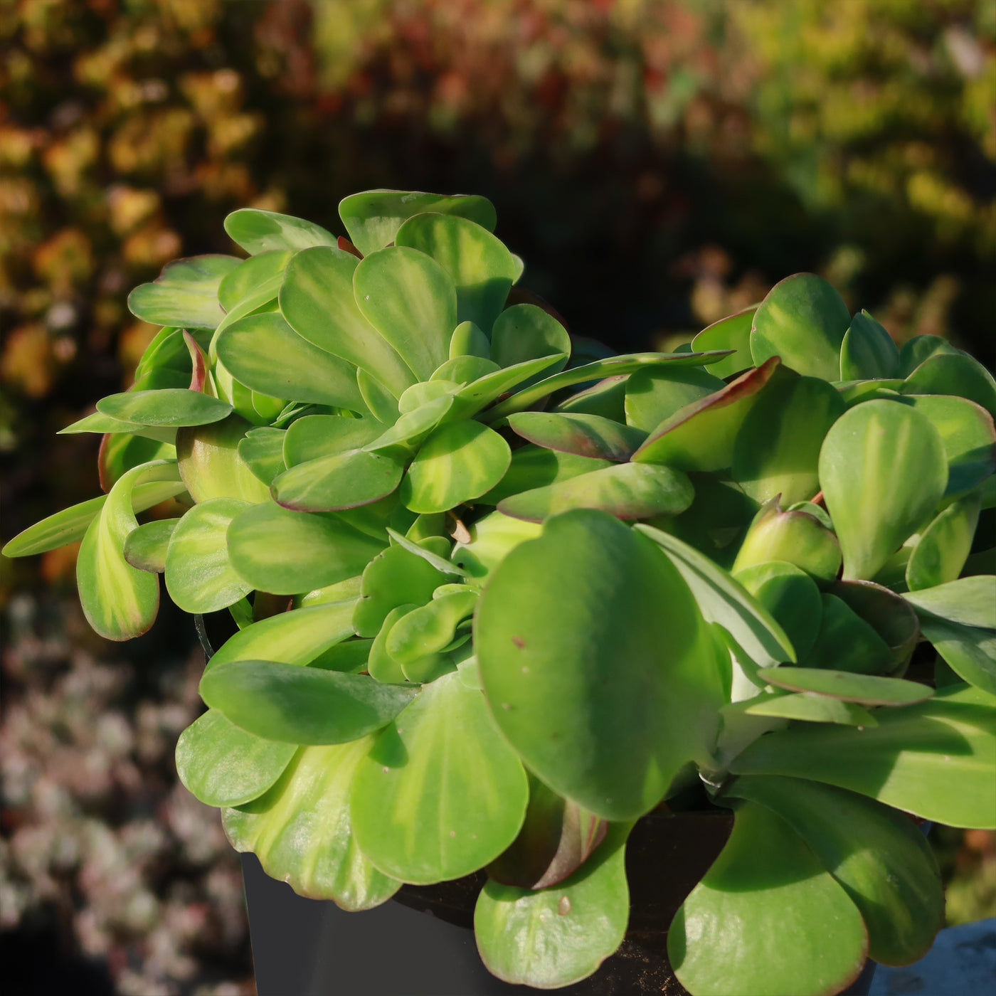 Kalanchoe luciae 'Fantastic' crested