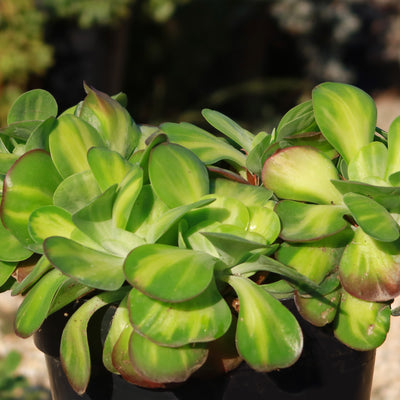 Kalanchoe luciae 'Fantastic' crested