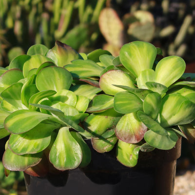 Kalanchoe luciae 'Fantastic' crested