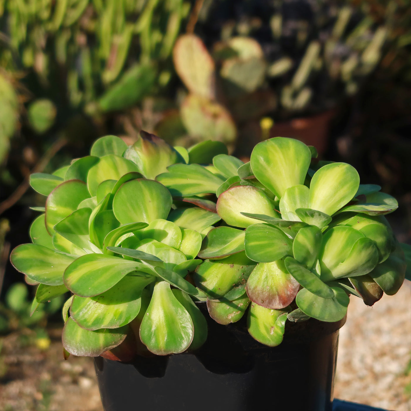 Kalanchoe luciae 'Fantastic' crested