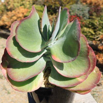 Variegated Paddle Plant - Kalanchoe luciae 'Fantastic'