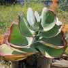 Variegated Paddle Plant - Kalanchoe luciae &