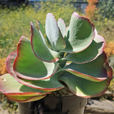 Variegated Paddle Plant - Kalanchoe luciae 'Fantastic'