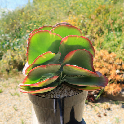 Variegated Paddle Plant - Kalanchoe luciae 'Fantastic'