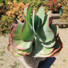 Variegated Paddle Plant - Kalanchoe luciae &