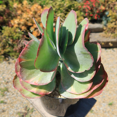 Variegated Paddle Plant - Kalanchoe luciae 'Fantastic'