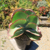 Variegated Paddle Plant - Kalanchoe luciae &