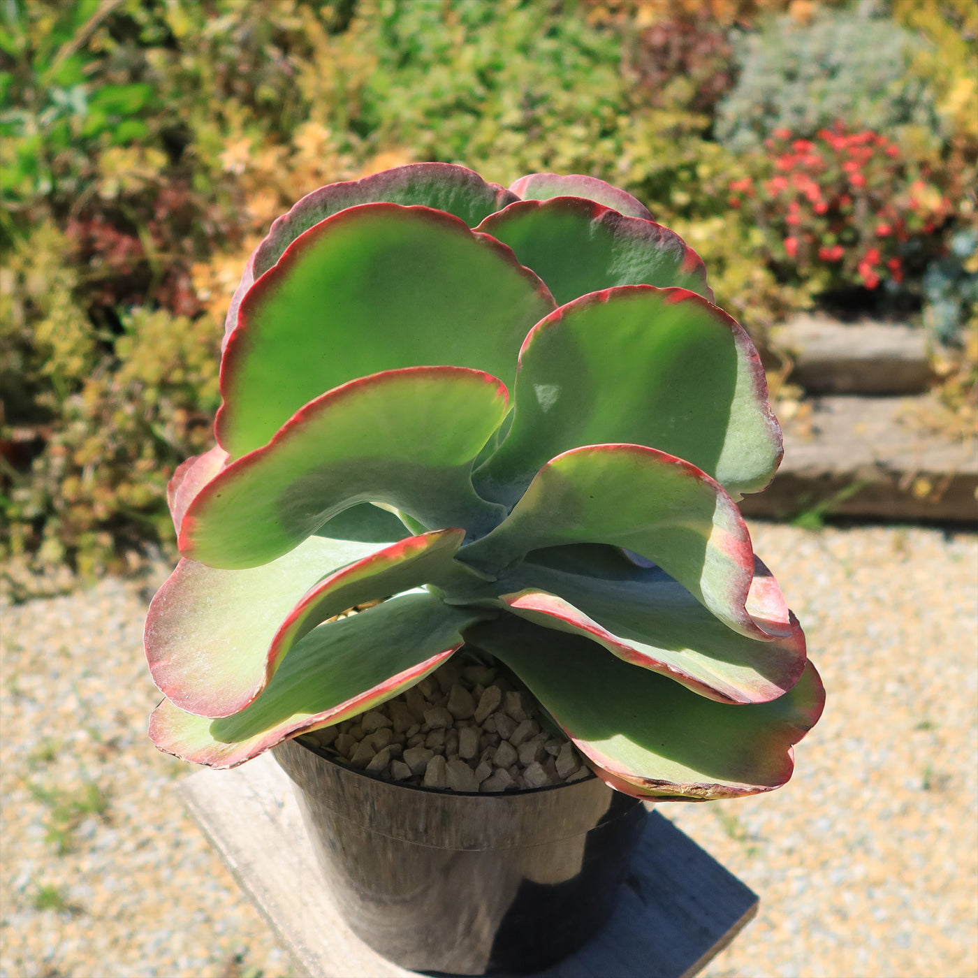 Variegated Paddle Plant - Kalanchoe luciae 'Fantastic'