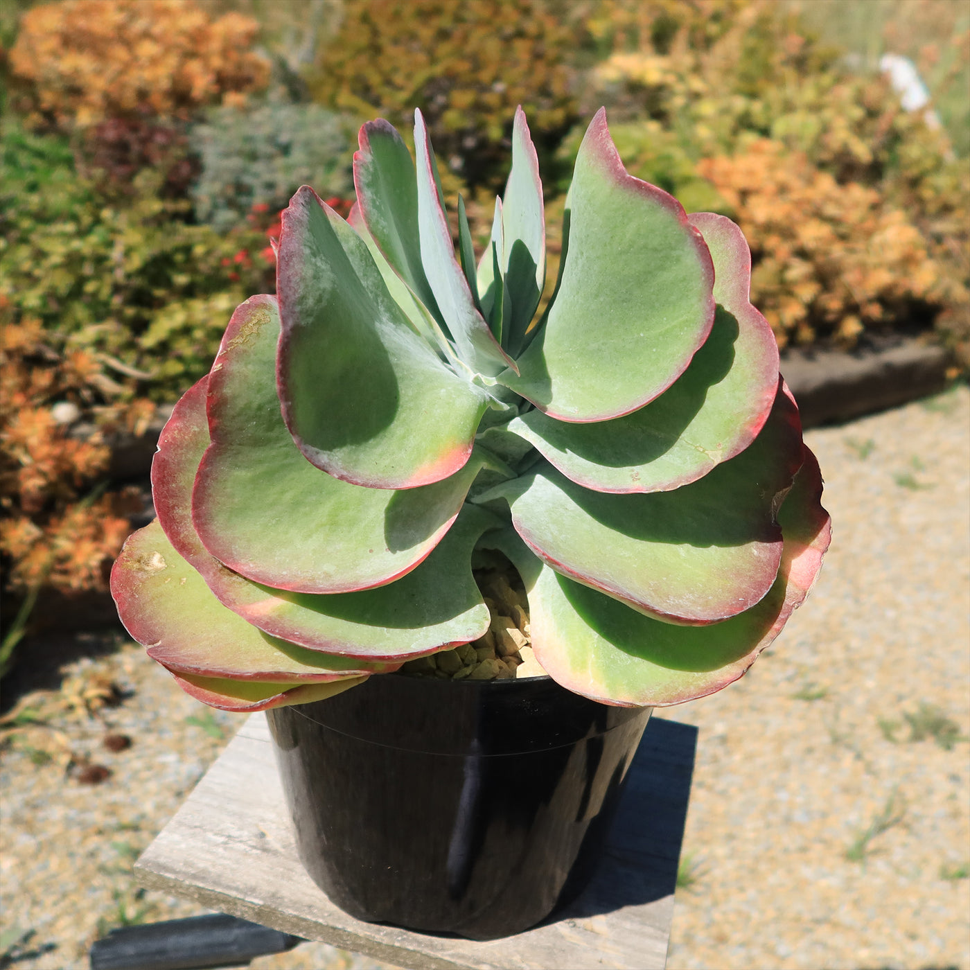 Variegated Paddle Plant - Kalanchoe luciae 'Fantastic'