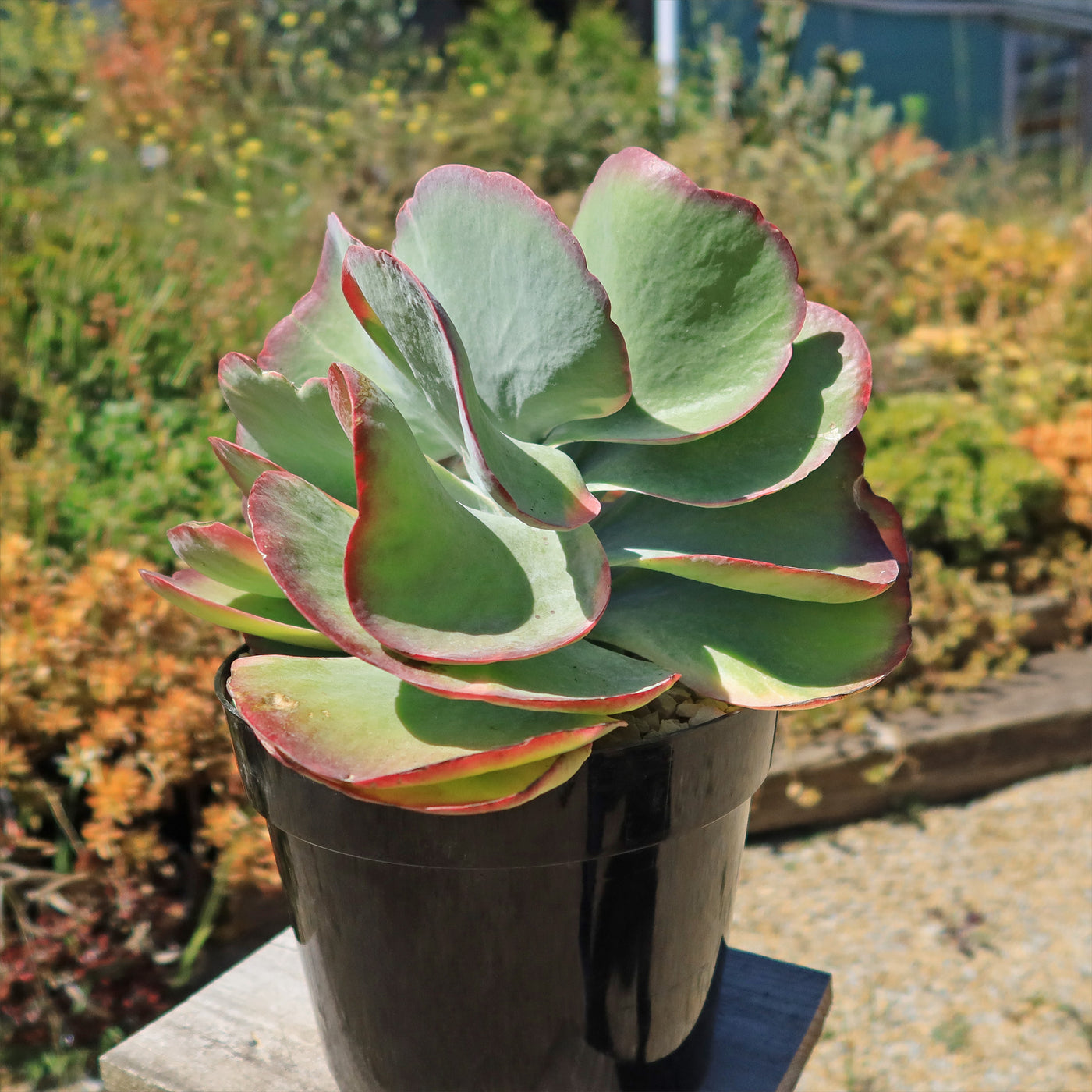 Variegated Paddle Plant - Kalanchoe luciae 'Fantastic'