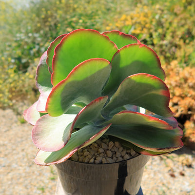 Variegated Paddle Plant - Kalanchoe luciae 'Fantastic'