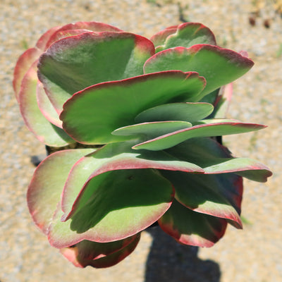 Variegated Paddle Plant - Kalanchoe luciae 'Fantastic'