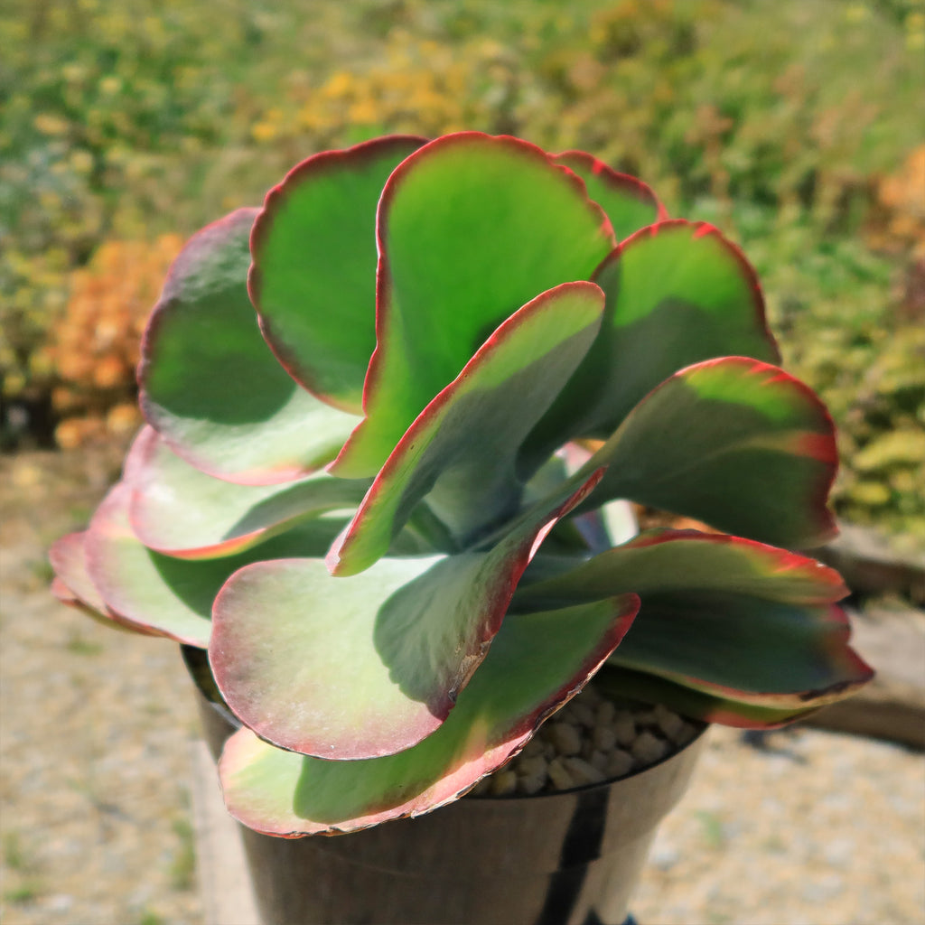 Variegated Paddle Plant - Kalanchoe luciae &