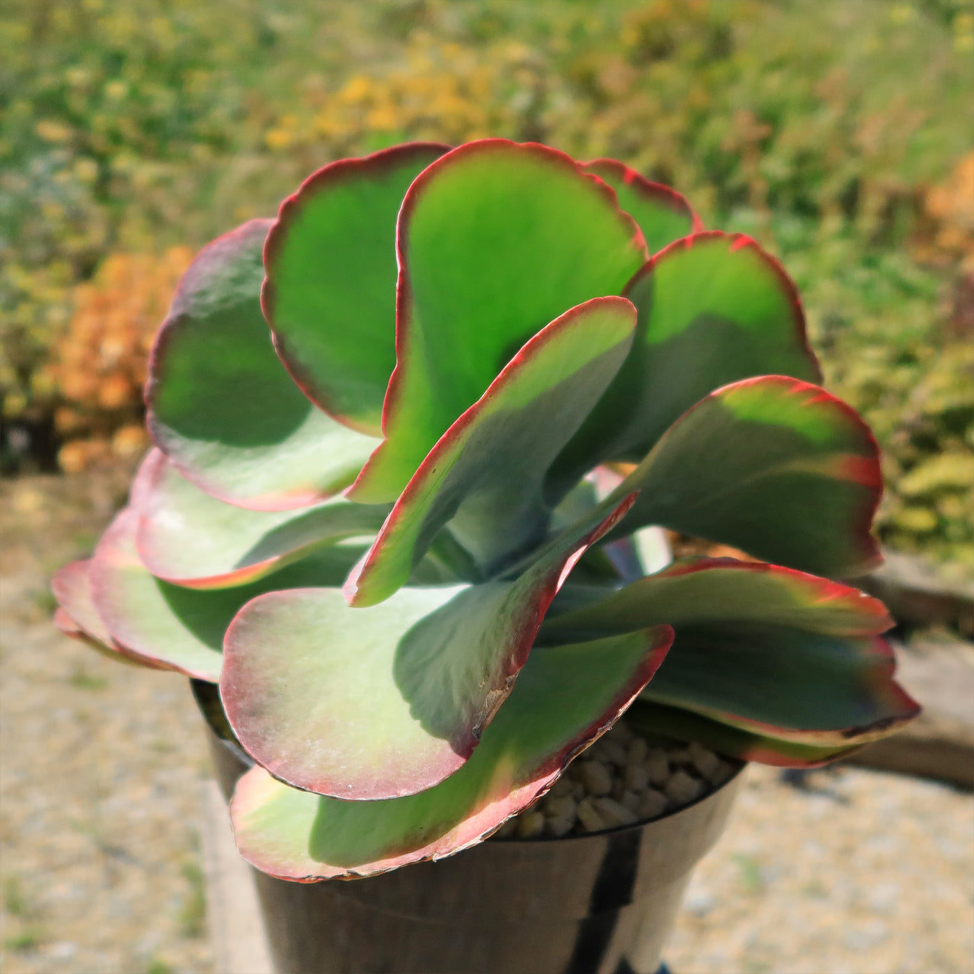 Variegated Paddle Plant - Kalanchoe luciae 'Fantastic'