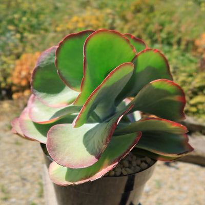 Variegated Paddle Plant - Kalanchoe luciae 'Fantastic'