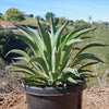 Variegated Smooth Agave - Agave desmettiana variegata