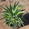 Variegated Smooth Agave - Agave desmettiana variegata