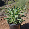 Variegated Smooth Agave - Agave desmettiana variegata