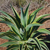 Variegated Smooth Agave - Agave desmettiana variegata