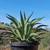 Variegated Smooth Agave - Agave desmettiana variegata