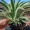 Variegated Smooth Agave - Agave desmettiana variegata