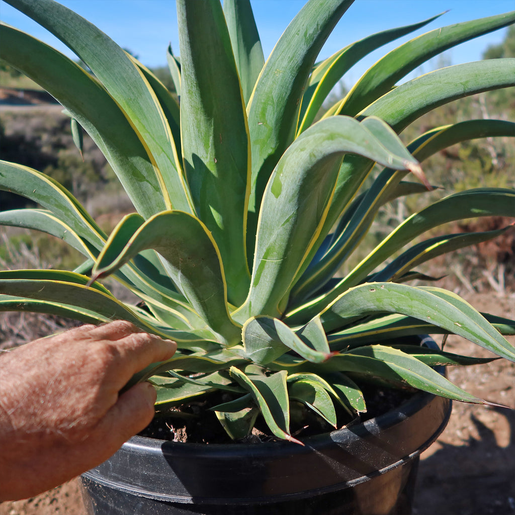 Variegated Smooth Agave - Agave desmettiana variegata