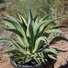 Variegated Smooth Agave - Agave desmettiana variegata