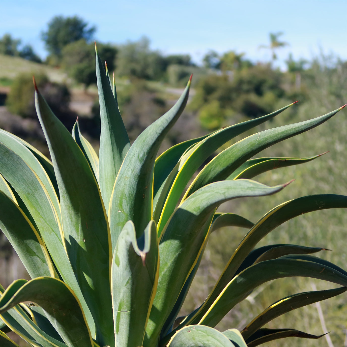 Variegated Smooth Agave 'Agave desmettiana variegata' - Shop at Planet ...