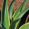 Variegated Smooth Agave - Agave desmettiana variegata