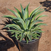 Variegated Smooth Agave - Agave desmettiana variegata