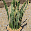 Variegated Snake Plant - Sansevieria laurentii