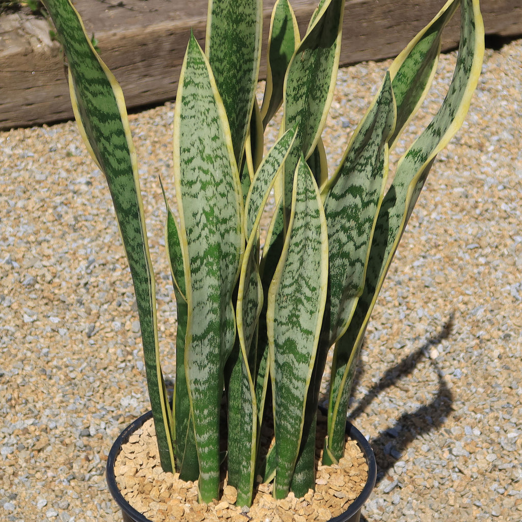 Variegated Snake Plant - Sansevieria laurentii