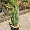 Variegated Snake Plant - Sansevieria laurentii