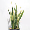 Variegated Snake Plant - Sansevieria laurentii