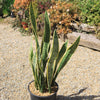 Variegated Snake Plant - Sansevieria laurentii