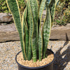 Variegated Snake Plant - Sansevieria laurentii