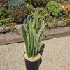 Variegated Snake Plant - Sansevieria laurentii