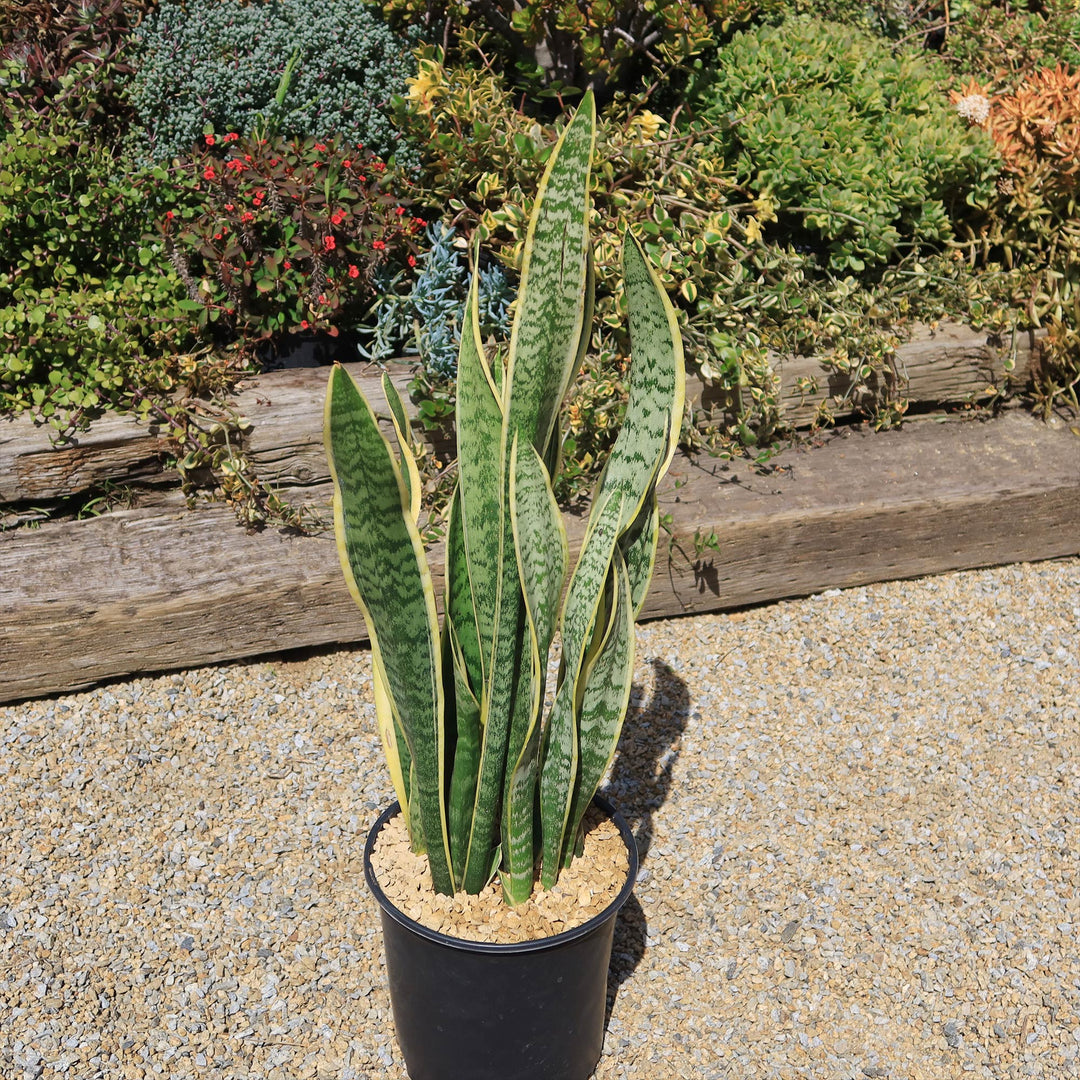 Sansevieria Laurentii, 5gal Grower sold Pot, 3 Feet Overall Height, Snake Plant Live Plant Indoor Air Purifier