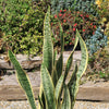 Variegated Snake Plant - Sansevieria laurentii