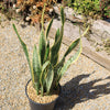 Variegated Snake Plant - Sansevieria laurentii