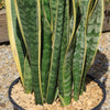 Variegated Snake Plant - Sansevieria laurentii