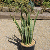 Variegated Snake Plant - Sansevieria laurentii