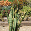 Variegated Snake Plant - Sansevieria laurentii