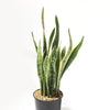 Variegated Snake Plant - Sansevieria laurentii