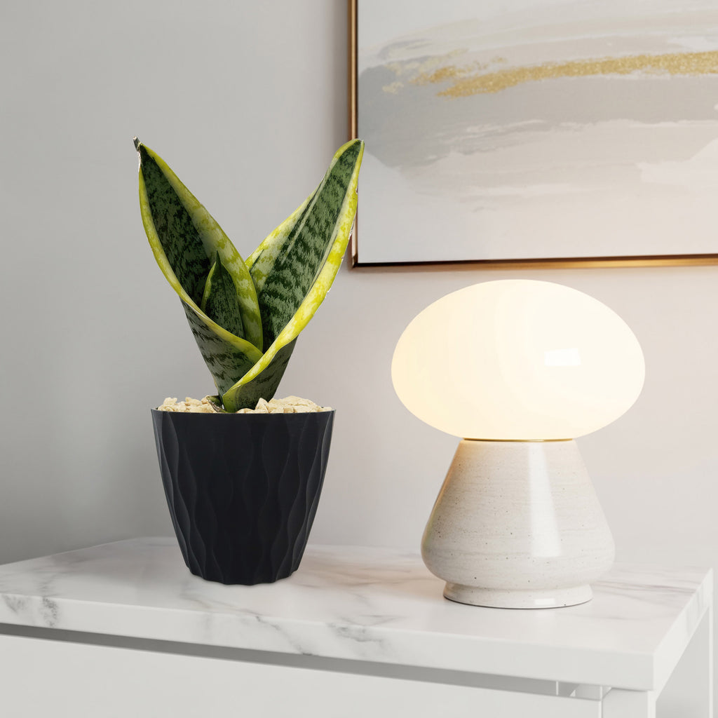 Variegated Snake Plant - Sansevieria laurentii