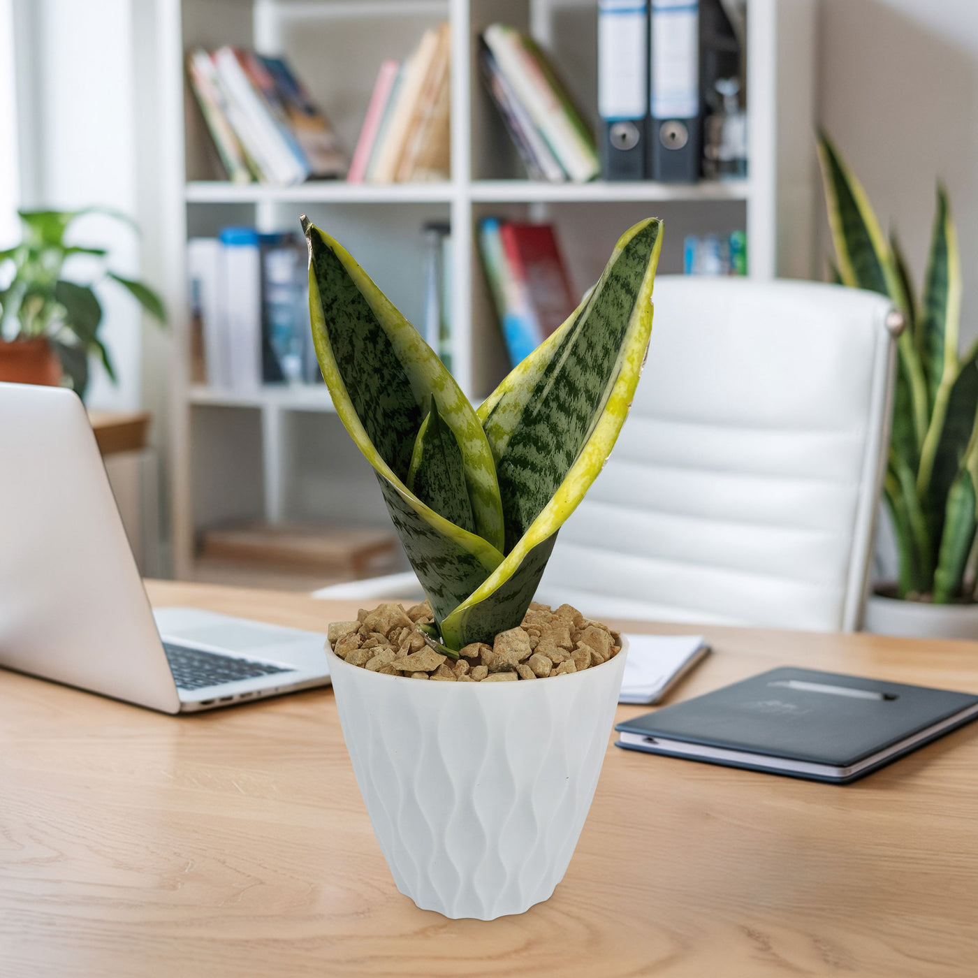 Shop 'Sansevieria laurentii - Variegated Snake Plant' - Care and