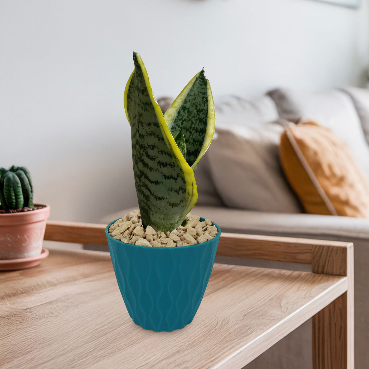 Shop 'Sansevieria laurentii - Variegated Snake Plant' - Care and