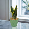 Variegated Snake Plant - Sansevieria laurentii